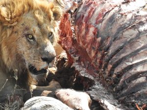 León en Serengeti, Tanzania