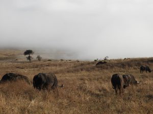 Cráter Ngorongoro, Tanzania