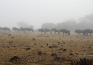 Cráter Ngorongoro, Tanzania