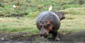 Hipopótamo en Ngorongoro