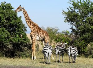 Masai Mara, Kenia