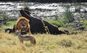 Chacal, búfalo y león en Serengeti, Tanzania