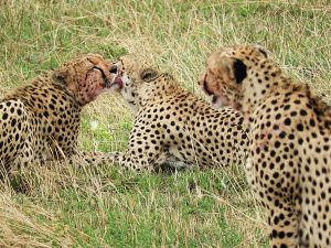 Masai Mara