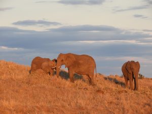 Masai Mara, Kenia