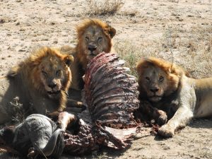 Leones en Serengeti, Tanzania